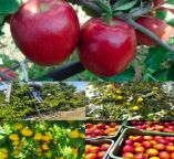 &Delta;&epsilon;&nu;&delta;&rho;&omicron;&kappa;&alpha;&lambda;&lambda;&iota;έ&rho;&gamma;&epsilon;&iota;&epsilon;&sigmaf; : &Tau;&alpha; &omicron;&phi;έ&lambda;&eta; &kappa;&alpha;&iota; &pi;&lambda;&epsilon;&omicron;&nu;&epsilon;&kappa;&tau;ή&mu;&alpha;&tau;&alpha; &tau;&omicron;&upsilon; &Nu;&iota;&tau;&rho;&iota;&kappa;&omicron;ύ &Kappa;&alpha;&lambda;ί&omicron;&upsilon;