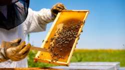 SOS &epsilon;&kappa;&pi;έ&mu;&pi;&epsilon;&iota; &eta; &mu;&epsilon;&lambda;&iota;&sigma;&sigma;&omicron;&kappa;&omicron;&mu;&epsilon;ί&alpha; &ndash; &Alpha;&nu;ή&sigma;&upsilon;&chi;&omicron;&iota; &omicron;&iota; &mu;&epsilon;&lambda;&iota;&sigma;&sigma;&omicron;&kappa;ό&mu;&omicron;&iota; &sigma;&tau;&omicron;&nu; Έ&beta;&rho;&omicron;