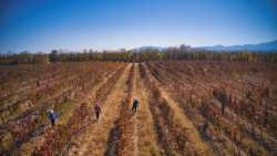 &Omicron;&iota; &tau;&iota;&mu;έ&sigmaf; &chi;&omicron;&nu;&delta;&rho;&iota;&kappa;ή&sigmaf; &tau;&omega;&nu; &kappa;&iota;&nu;έ&zeta;&iota;&kappa;&omega;&nu; &alpha;&gamma;&rho;&omicron;&tau;&iota;&kappa;ώ&nu; &pi;&rho;&omicron;ϊό&nu;&tau;&omega;&nu; &alpha;&upsilon;&xi;ή&theta;&eta;&kappa;&alpha;&nu; &tau;&omicron;&nu; &Iota;&alpha;&nu;&omicron;&upsilon;ά&rho;&iota;&omicron;