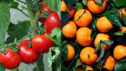 &Tau;&iota; &delta;&epsilon;ί&chi;&nu;&omicron;&upsilon;&nu; &tau;&alpha; &sigma;&tau;&omicron;&iota;&chi;&epsilon;ί&alpha; &tau;&omega;&nu; &epsilon;&xi;&alpha;&gamma;&omega;&gamma;ώ&nu; &gamma;&iota;&alpha; &nu;&tau;&omicron;&mu;ά&tau;&alpha;, &alpha;&gamma;&gamma;&omicron;ύ&rho;&iota;, &mu;&alpha;&nu;&tau;&alpha;&rho;ί&nu;&iota; &kappa;&alpha;&iota; &pi;&omicron;&rho;&tau;&omicron;&kappa;ά&lambda;&iota;