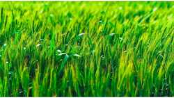 &Epsilon;&mu;&pi;&epsilon;&iota;&rho;ί&alpha; &pi;&alpha;&rho;&alpha;&gamma;&omega;&gamma;&omicron;ύ: &Delta;&iota;&alpha;&phi;&upsilon;&lambda;&lambda;&iota;&kappa;ά &lambda;&iota;&pi;ά&sigma;&mu;&alpha;&tau;&alpha; &gamma;&iota;&alpha; &sigma;&iota;&tau;ά&rho;&iota;!