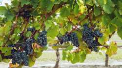 &Epsilon;&xi;&alpha;&iota;&rho;&epsilon;&tau;&iota;&kappa;ή &chi;&rho;&omicron;&nu;&iota;ά &gamma;&iota;&alpha; &tau;&alpha; &pi;&rho;&omega;&tau;&omicron;&gamma;&epsilon;&nu;ή &chi;&alpha;&rho;&alpha;&kappa;&tau;&eta;&rho;&iota;&sigma;&tau;&iota;&kappa;ά &tau;&eta;&sigmaf; &sigma;&tau;&alpha;&phi;&upsilon;&lambda;&iota;&kappa;ή&sigmaf; &pi;&alpha;&rho;&alpha;&gamma;&omega;&gamma;ή&sigmaf; &tau;&eta;&sigmaf; &Lambda;ή&mu;&nu;&omicron;&upsilon;