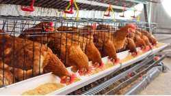 &Epsilon;&pi;&iota;&lambda;ύ&epsilon;&tau;&alpha;&iota; &omicron;&rho;&iota;&sigma;&tau;&iota;&kappa;ά &mu;&epsilon; &epsilon;&nu;έ&rho;&gamma;&epsilon;&iota;&epsilon;&sigmaf; &tau;&omicron;&upsilon; &Sigma;.&Kappa;&epsilon;&delta;ί&kappa;&omicron;&gamma;&lambda;&omicron;&upsilon; &tau;&omicron; &pi;&rho;ό&beta;&lambda;&eta;&mu;&alpha; &alpha;&delta;&epsilon;&iota;&omicron;&delta;ό&tau;&eta;&sigma;&eta;&sigmaf; &tau;&omega;&nu; &upsilon;&phi;&iota;&sigma;&tau;ά&mu;&epsilon;&nu;&omega;&nu; &pi;&tau;&eta;&nu;&omicron;&tau;&rho;&omicron;&phi;&iota;&kappa;ώ&nu; &mu;&omicron;&nu;ά&delta;&omega;&nu;