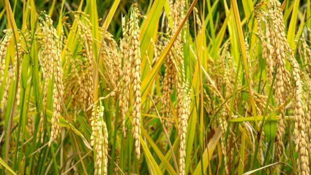 &Epsilon;&pi;&iota;&sigma;&tau;&omicron;&lambda;ή 38 &omicron;&rho;&gamma;&alpha;&nu;ώ&sigma;&epsilon;&omega;&nu; &sigma;&tau;&omicron;&upsilon;&sigmaf; Έ&lambda;&lambda;&eta;&nu;&epsilon;&sigmaf; &epsilon;&upsilon;&rho;&omega;&beta;&omicron;&upsilon;&lambda;&epsilon;&upsilon;&tau;έ&sigmaf; &gamma;&iota;&alpha; &tau;&alpha; &laquo;&nu;έ&alpha; &mu;&epsilon;&tau;&alpha;&lambda;&lambda;&alpha;&gamma;&mu;έ&nu;&alpha;&raquo; &phi;&upsilon;&tau;ά - &laquo;&Alpha;&pi;&rho;&omicron;&sigma;&tau;ά&tau;&epsilon;&upsilon;&tau;&omicron;&iota; &omicron;&iota; &alpha;&gamma;&rho;ό&tau;&epsilon;&sigmaf;&raquo;