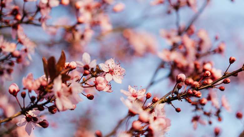 &Alpha;&sigma;&theta;έ&nu;&epsilon;&iota;&epsilon;&sigmaf; &amp; &Epsilon;&chi;&theta;&rho;&omicron;ί &Pi;&upsilon;&rho;&eta;&nu;ό&kappa;&alpha;&rho;&pi;&omega;&nu;
