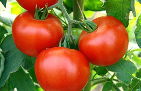 &Gamma;&epsilon;&omega;&rho;&gamma;&iota;&kappa;έ&sigmaf; &pi;&rho;&omicron;&epsilon;&iota;&delta;&omicron;&pi;&omicron;&iota;ή&sigma;&epsilon;&iota;&sigmaf; &gamma;&iota;&alpha; &upsilon;&pi;&alpha;ί&theta;&rho;&iota;&alpha; &tau;&omicron;&mu;ά&tau;&alpha; , &beta;&iota;&omicron;&mu;&eta;&chi;&alpha;&nu;&iota;&kappa;ή &kappa;&alpha;&iota; &theta;&epsilon;&rho;&mu;&omicron;&kappa;&eta;&pi;ί&omicron;&upsilon;