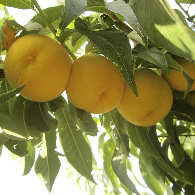 &Omicron;&iota; &alpha;&pi;&omicron;&zeta;&eta;&mu;&iota;ώ&sigma;&epsilon;&iota;&sigmaf; &sigma;&upsilon;&nu;&epsilon;&tau;&alpha;&iota;&rho;&iota;&sigma;&mu;ώ&nu;, &omicron;&mu;ά&delta;&omega;&nu; &pi;&alpha;&rho;&alpha;&gamma;&omega;&gamma;ώ&nu;, &iota;&delta;&iota;&omega;&tau;&iota;&kappa;ώ&nu; &epsilon;&pi;&iota;&chi;&epsilon;&iota;&rho;ή&sigma;&epsilon;&omega;&nu;, &kappa;&omicron;&nu;&sigma;&epsilon;&rho;&beta;&omicron;&pi;&omicron;&iota;ώ&nu; &kappa;&alpha;&iota; &mu;&epsilon;&tau;&alpha;&phi;&omicron;&rho;έ&omega;&nu; &alpha;&pi;ό &tau;&omicron;&upsilon;&sigmaf; &alpha;&nu;&omicron;&iota;&xi;&iota;ά&tau;&iota;&kappa;&omicron;&upsilon;&sigmaf; &pi;&alpha;&gamma;&epsilon;&tau;&omicron;ύ&sigmaf;, &sigma;&tau;&eta;&nu; &alpha;&tau;&zeta;έ&nu;&tau;&alpha; &sigma;ύ&sigma;&kappa;&epsilon;&psi;&eta;&sigmaf; &sigma;&tau;&omicron; &Upsilon;&pi;&omicron;&upsilon;&rho;&gamma;&epsilon;ί&omicron; &Omicron;&iota;&kappa;&omicron;&nu;&omicron;&mu;&iota;&kappa;ώ&nu;