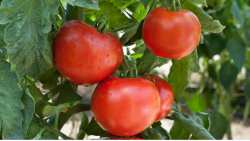 &Gamma;&epsilon;&omega;&rho;&gamma;&iota;&kappa;έ&sigmaf; &pi;&rho;&omicron;&epsilon;&iota;&delta;&omicron;&pi;&omicron;&iota;ή&sigma;&epsilon;&iota;&sigmaf; &gamma;&iota;&alpha; &tau;&eta;&nu; &upsilon;&pi;&alpha;ί&theta;&rho;&iota;&alpha; &epsilon;&pi;&iota;&tau;&rho;&alpha;&pi;έ&zeta;&iota;&alpha; &kappa;&alpha;&iota; &beta;&iota;&omicron;&mu;&eta;&chi;&alpha;&nu;&iota;&kappa;ή &tau;&omicron;&mu;ά&tau;&alpha;