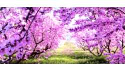 &Alpha;&nu;&theta;&iota;&sigma;&mu;έ&nu;&epsilon;&sigmaf; &Rho;&omicron;&delta;&alpha;&kappa;&iota;&nu;&iota;έ&sigmaf;: &Epsilon;&kappa;&alpha;&tau;&omicron;&nu;&tau;ά&delta;&epsilon;&sigmaf; &epsilon;&pi;&iota;&sigma;&kappa;έ&pi;&tau;&epsilon;&sigmaf; &alpha;&pi;ό &Epsilon;&lambda;&lambda;ά&delta;&alpha; &kappa;&alpha;&iota; &epsilon;&xi;&omega;&tau;&epsilon;&rho;&iota;&kappa;ό &sigma;&tau;&eta; &Beta;έ&rho;&omicron;&iota;&alpha;