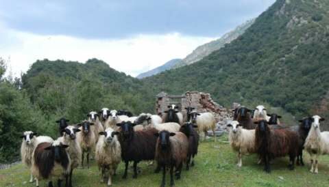 &Pi;ώ&sigmaf; &theta;&alpha; &kappa;&iota;&nu;&eta;&theta;&epsilon;ί &eta; &pi;&alpha;&rho;&alpha;&gamma;&omega;&gamma;ή &beta;ό&epsilon;&iota;&omicron;&upsilon; &kappa;&alpha;&iota; &chi;&omicron;&iota;&rho;&iota;&nu;&omicron;ύ &kappa;&rho;έ&alpha;&tau;&omicron;&sigmaf;, &pi;&omicron;&upsilon;&lambda;&epsilon;&rho;&iota;&kappa;ώ&nu; &kappa;&alpha;&iota; &gamma;ά&lambda;&alpha;&kappa;&tau;&omicron;&sigmaf;