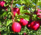 &Kappa;&omicron;&mu;&phi;&omicron;ύ&zeta;&iota;&omicron;: &Alpha;&gamma;&alpha;&nu;ά&kappa;&tau;&eta;&sigma;&eta; &pi;&rho;&omicron;&kappa;&alpha;&lambda;&epsilon;ί &sigma;&tau;&omicron;&upsilon;&sigmaf; &pi;&alpha;&rho;&alpha;&gamma;&omega;&gamma;&omicron;ύ&sigmaf; &eta; &kappa;&alpha;&theta;&upsilon;&sigma;&tau;έ&rho;&eta;&sigma;&eta; &tau;&eta;&sigmaf; &kappa;&alpha;&tau;&alpha;&beta;&omicron;&lambda;ή&sigmaf; &tau;&omicron;&upsilon; &upsilon;&pi;ό&lambda;&omicron;&iota;&pi;&omicron;&upsilon; 20%