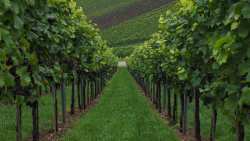 &Sigma;&epsilon; &kappa;&rho;ί&sigma;&eta; &omicron; &iota;&sigma;&pi;&alpha;&nu;&iota;&kappa;ό&sigmaf; &alpha;&mu;&pi;&epsilon;&lambda;&omicron;&omicron;&iota;&nu;&iota;&kappa;ό&sigmaf; &tau;&omicron;&mu;έ&alpha;&sigmaf;