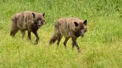 &Eta; &epsilon;&mu;&phi;ά&nu;&iota;&sigma;&eta; &lambda;ύ&kappa;&omega;&nu; &alpha;&nu;&eta;&sigma;&upsilon;&chi;&epsilon;ί &tau;&omicron;&upsilon;&sigmaf; &kappa;ά&tau;&omicron;&iota;&kappa;&omicron;&upsilon;&sigmaf; &Epsilon;&pi;&alpha;&nu;&omicron;&mu;ή&sigmaf; &sigma;&tau;&eta; &Theta;&epsilon;&sigma;&sigma;&alpha;&lambda;&omicron;&nu;ί&kappa;&eta;