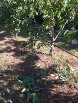 &Alpha;&rho;&kappa;&omicron;ύ&delta;&alpha; &epsilon;&pi;&iota;&sigma;&kappa;έ&pi;&tau;&epsilon;&tau;&alpha;&iota; &chi;&omega;&rho;ά&phi;&iota;&alpha; &sigma;&tau;&eta;&nu; &Mu;&alpha;&rho;ί&nu;&alpha; &Eta;&mu;&alpha;&theta;ί&alpha;&sigmaf; &delta;&epsilon;ί&chi;&nu;&omicron;&nu;&tau;&alpha;&sigmaf; &iota;&delta;&iota;&alpha;ί&tau;&epsilon;&rho;&eta; &pi;&rho;&omicron;&tau;ί&mu;&eta;&sigma;&eta; &sigma;&epsilon; &omicron;&rho;&iota;&sigma;&mu;έ&nu;&epsilon;&sigmaf; &pi;&omicron;&iota;&kappa;&iota;&lambda;ί&epsilon;&sigmaf; &kappa;&epsilon;&rho;&alpha;&sigma;&iota;ώ&nu;