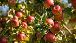 &Gamma;&epsilon;&omega;&rho;&gamma;&iota;&kappa;έ&sigmaf; &pi;&rho;&omicron;&epsilon;&iota;&delta;&omicron;&pi;&omicron;&iota;ή&sigma;&epsilon;&iota;&sigmaf; &gamma;&iota;&alpha; &tau;&alpha; &Mu;&eta;&lambda;&omicron;&epsilon;&iota;&delta;ή