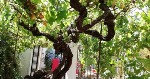 251 &epsilon;&tau;ώ&nu; &alpha;&mu;&pi;έ&lambda;&iota; &epsilon;&nu;&tau;&omicron;&pi;ί&sigma;&tau;&eta;&kappa;&epsilon; &sigma;&tau;&eta;&nu; &Iota;&sigma;&pi;&alpha;&nu;ί&alpha;