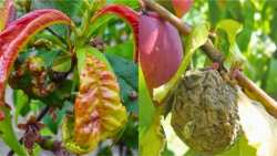 &Alpha;&nu;&tau;&iota;&mu;&epsilon;&tau;ώ&pi;&iota;&sigma;&eta; &alpha;&sigma;&theta;&epsilon;&nu;&epsilon;&iota;ώ&nu; &kappa;&alpha;&iota; &epsilon;&chi;&theta;&rho;ώ&nu; &sigma;&tau;&alpha; &pi;&upsilon;&rho;&eta;&nu;ό&kappa;&alpha;&rho;&pi;&alpha; &kappa;&alpha;&iota; &gamma;&iota;&gamma;&alpha;&rho;&tau;ό&kappa;&alpha;&rho;&pi;&alpha; - &Delta;&epsilon;ί&tau;&epsilon; &alpha;&nu;&alpha;&lambda;&upsilon;&tau;&iota;&kappa;ά