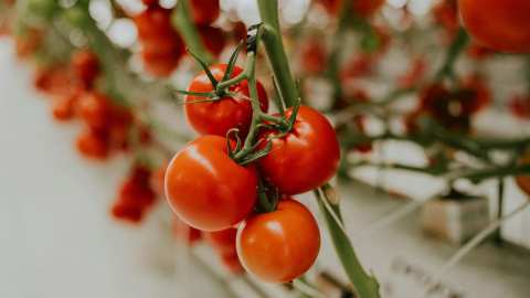 &Tau;&alpha; &mu;&upsilon;&sigma;&tau;&iota;&kappa;ά &gamma;&iota;&alpha; &tau;&eta;&nu; &kappa;&alpha;&lambda;&lambda;&iota;έ&rho;&gamma;&epsilon;&iota;&alpha; &nu;&tau;&omicron;&mu;ά&tau;&alpha;&sigmaf; - &Tau;&iota; &pi;&rho;έ&pi;&epsilon;&iota; &nu;&alpha; &pi;&rho;&omicron;&sigma;έ&chi;&omicron;&upsilon;&mu;&epsilon; &kappa;&alpha;&tau;ά &tau;&eta; &sigma;&pi;&omicron;&rho;ά
