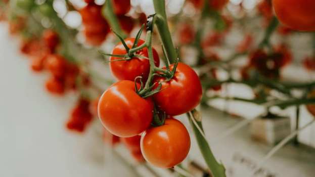 &Tau;&alpha; &mu;&upsilon;&sigma;&tau;&iota;&kappa;ά &gamma;&iota;&alpha; &tau;&eta;&nu; &kappa;&alpha;&lambda;&lambda;&iota;έ&rho;&gamma;&epsilon;&iota;&alpha; &nu;&tau;&omicron;&mu;ά&tau;&alpha;&sigmaf; - &Tau;&iota; &pi;&rho;έ&pi;&epsilon;&iota; &nu;&alpha; &pi;&rho;&omicron;&sigma;έ&chi;&omicron;&upsilon;&mu;&epsilon; &kappa;&alpha;&tau;ά &tau;&eta; &sigma;&pi;&omicron;&rho;ά
