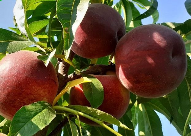 &Eta; &alpha;&nu;&alpha;&kappa;ά&lambda;&upsilon;&psi;&eta; &gamma;&omicron;&nu;&iota;&delta;ί&omega;&nu; &mu;&pi;&omicron;&rho;&epsilon;ί &nu;&alpha; &beta;&omicron;&eta;&theta;ή&sigma;&epsilon;&iota; &tau;&alpha; &rho;&omicron;&delta;ά&kappa;&iota;&nu;&alpha; &nu;&alpha; &alpha;&nu;&epsilon;&chi;&theta;&omicron;ύ&nu; &tau;&eta;&nu; &kappa;&lambda;&iota;&mu;&alpha;&tau;&iota;&kappa;ή &alpha;&lambda;&lambda;&alpha;&gamma;ή