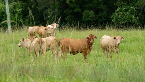 &Sigma;&upsilon;&nu;έ&lambda;&alpha;&beta;&alpha;&nu; &beta;&omicron;&sigma;&kappa;ό &kappa;&alpha;&iota; &kappa;&tau;&eta;&nu;&omicron;&tau;&rho;ό&phi;&omicron; &gamma;&iota;&alpha; &pi;&alpha;&rho;&alpha;&beta;ί&alpha;&sigma;&eta; &mu;έ&tau;&rho;&omega;&nu; &kappa;&alpha;&tau;ά &tau;&eta;&sigmaf; &epsilon;&upsilon;&lambda;&omicron;&gamma;&iota;ά&sigmaf; &tau;&eta; &Lambda;ά&rho;&iota;&sigma;&alpha;