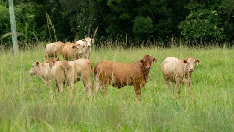 &Sigma;&upsilon;&nu;έ&lambda;&alpha;&beta;&alpha;&nu; &beta;&omicron;&sigma;&kappa;ό &kappa;&alpha;&iota; &kappa;&tau;&eta;&nu;&omicron;&tau;&rho;ό&phi;&omicron; &gamma;&iota;&alpha; &pi;&alpha;&rho;&alpha;&beta;ί&alpha;&sigma;&eta; &mu;έ&tau;&rho;&omega;&nu; &kappa;&alpha;&tau;ά &tau;&eta;&sigmaf; &epsilon;&upsilon;&lambda;&omicron;&gamma;&iota;ά&sigmaf; &tau;&eta; &Lambda;ά&rho;&iota;&sigma;&alpha;