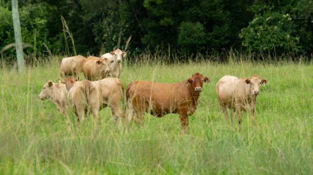 &Sigma;&upsilon;&nu;έ&lambda;&alpha;&beta;&alpha;&nu; &beta;&omicron;&sigma;&kappa;ό &kappa;&alpha;&iota; &kappa;&tau;&eta;&nu;&omicron;&tau;&rho;ό&phi;&omicron; &gamma;&iota;&alpha; &pi;&alpha;&rho;&alpha;&beta;ί&alpha;&sigma;&eta; &mu;έ&tau;&rho;&omega;&nu; &kappa;&alpha;&tau;ά &tau;&eta;&sigmaf; &epsilon;&upsilon;&lambda;&omicron;&gamma;&iota;ά&sigmaf; &tau;&eta; &Lambda;ά&rho;&iota;&sigma;&alpha;