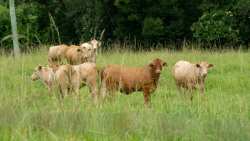 &Sigma;&upsilon;&nu;έ&lambda;&alpha;&beta;&alpha;&nu; &beta;&omicron;&sigma;&kappa;ό &kappa;&alpha;&iota; &kappa;&tau;&eta;&nu;&omicron;&tau;&rho;ό&phi;&omicron; &gamma;&iota;&alpha; &pi;&alpha;&rho;&alpha;&beta;ί&alpha;&sigma;&eta; &mu;έ&tau;&rho;&omega;&nu; &kappa;&alpha;&tau;ά &tau;&eta;&sigmaf; &epsilon;&upsilon;&lambda;&omicron;&gamma;&iota;ά&sigmaf; &tau;&eta; &Lambda;ά&rho;&iota;&sigma;&alpha;