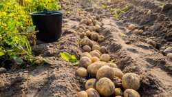 &Pi;&alpha;&tau;&alpha;&tau;&omicron;&kappa;&alpha;&lambda;&lambda;&iota;έ&rho;&gamma;&epsilon;&iota;&alpha; : &Kappa;&alpha;&lambda;&omicron;&kappa;&alpha;&iota;&rho;&iota;&nu;ό&sigmaf; &sigma;&pi;ό&rho;&omicron;&sigmaf;