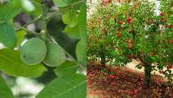 &Gamma;&epsilon;&omega;&rho;&gamma;&iota;&kappa;έ&sigmaf; &pi;&rho;&omicron;&epsilon;&iota;&delta;&omicron;&pi;&omicron;&iota;ή&sigma;&epsilon;&iota;&sigmaf; &gamma;&iota;&alpha; &tau;&eta; &Mu;&eta;&lambda;&iota;ά &kappa;&alpha;&iota; &Kappa;&alpha;&rho;&upsilon;&delta;&iota;ά