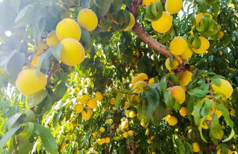 &Sigma;&upsilon;&mu;&pi;ύ&rho;&eta;&nu;&omicron; &rho;&omicron;&delta;ά&kappa;&iota;&nu;&omicron; : &Delta;&epsilon;&nu; &alpha;&phi;ή&nu;&omicron;&upsilon;&nu; &kappa;έ&rho;&delta;&omicron;&sigmaf; &sigma;&tau;&omicron;&upsilon;&sigmaf; &pi;&alpha;&rho;&alpha;&gamma;&omega;&gamma;&omicron;ύ&sigmaf; &tau;&alpha; 0.33 - 0.35 &epsilon;&upsilon;&rho;ώ/&kappa;&iota;&lambda;ό