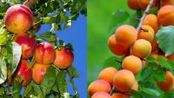 &Pi;&upsilon;&rho;&eta;&nu;ό&kappa;&alpha;&rho;&pi;&alpha;: &Omicron;&delta;&eta;&gamma;ί&epsilon;&sigmaf; &psi;&epsilon;&kappa;&alpha;&sigma;&mu;&omicron;ύ