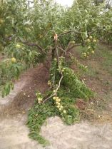 &Pi;&rho;ό&gamma;&rho;&alpha;&mu;&mu;&alpha; &Kappa;&rho;&alpha;&tau;&iota;&kappa;ώ&nu; &Omicron;&iota;&kappa;&omicron;&nu;&omicron;&mu;&iota;&kappa;ώ&nu; &Epsilon;&nu;&iota;&sigma;&chi;ύ&sigma;&epsilon;&omega;&nu;: &laquo;&Epsilon;&Tau;&Eta;&Sigma;&Iota;&Omicron; 2019&raquo; (&Pi;&Sigma;&Epsilon;&Alpha;) &gamma;&iota;&alpha; &tau;&omicron; &Mu;&alpha;&kappa;&rho;&omicron;&chi;ώ&rho;&iota; &kappa;&alpha;&iota; &Delta;&iota;&alpha;&beta;&alpha;&tau;ό