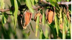 &Gamma;&epsilon;&omega;&rho;&gamma;&iota;&kappa;έ&sigmaf; &pi;&rho;&omicron;&epsilon;&iota;&delta;&omicron;&pi;&omicron;&iota;ή&sigma;&epsilon;&iota;&sigmaf; &gamma;&iota;&alpha; &tau;&eta;&nu; &Alpha;&mu;&upsilon;&gamma;&delta;&alpha;&lambda;&iota;ά