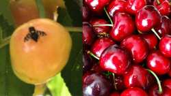 &Kappa;&alpha;&tau;&alpha;&pi;&omicron;&lambda;έ&mu;&eta;&sigma;&eta; &tau;&eta;&sigmaf; &mu;ύ&gamma;&alpha;&sigmaf; &tau;&eta;&sigmaf; &kappa;&epsilon;&rho;&alpha;&sigma;&iota;ά&sigmaf;