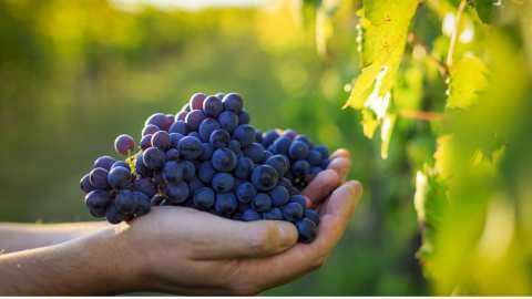 &Kappa;&Epsilon;&Omicron;&Sigma;&Omicron;&Epsilon;: Έ&kappa;&tau;&alpha;&kappa;&tau;&eta; &sigma;ύ&sigma;&kappa;&epsilon;&psi;&eta; &alpha;ύ&rho;&iota;&omicron; &Tau;&rho;ί&tau;&eta; &tau;&omega;&nu; &omicron;&iota;&nu;&omicron;&pi;&omicron;&iota;&eta;&tau;&iota;&kappa;ώ&nu; &Sigma;&upsilon;&nu;&epsilon;&tau;&alpha;&iota;&rho;&iota;&sigma;&mu;ώ&nu;