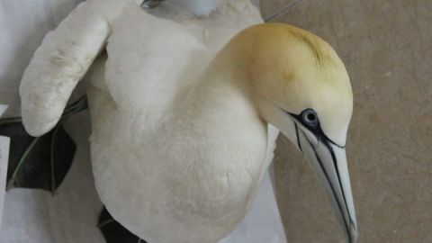 Έ&nu;&alpha; &sigma;&pi;ά&nu;&iota;&omicron; &theta;&alpha;&lambda;&alpha;&sigma;&sigma;&omicron;&pi;&omicron;ύ&lambda;&iota; &gamma;&iota;&alpha; &pi;&epsilon;&rho;ί&theta;&alpha;&lambda;&psi;&eta; &sigma;&tau;&eta; &Delta;&rho;ά&sigma;&eta; &gamma;&iota;&alpha; &tau;&eta;&nu; Ά&gamma;&rho;&iota;&alpha; &Zeta;&omega;ή