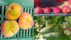 &Kappa;&alpha;&tau;&epsilon;&upsilon;&theta;&upsilon;&nu;&tau;ή&rho;&iota;&epsilon;&sigmaf; &omicron;&delta;&eta;&gamma;ί&epsilon;&sigmaf; &gamma;&iota;&alpha; &tau;&eta;&nu; &alpha;&nu;&tau;&iota;&mu;&epsilon;&tau;ώ&pi;&iota;&sigma;&eta; &iota;ώ&sigma;&epsilon;&omega;&nu; &kappa;&alpha;&iota; &iota;&omicron;&epsilon;&iota;&delta;ώ&nu; &sigma;&tau;&alpha; &pi;&upsilon;&rho;&eta;&nu;ό&kappa;&alpha;&rho;&pi;&alpha; &alpha;&pi;ό &tau;&iota;&sigmaf; &Delta;.&Alpha;.&Omicron;.&Kappa;. &Pi;.&Epsilon;. &Eta;&mu;&alpha;&theta;ί&alpha;&sigmaf;