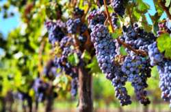 &Alpha;&mu;&pi;έ&lambda;&iota;&alpha; &pi;&omicron;&upsilon; &alpha;&nu;&tau;έ&chi;&omicron;&upsilon;&nu; &sigma;&tau;&omicron; &chi;&rho;ό&nu;&omicron; &ndash; &Tau;&iota; &delta;&epsilon;ί&chi;&nu;&omicron;&upsilon;&nu; &tau;&alpha; &sigma;&tau;&omicron;&iota;&chi;&epsilon;ί&alpha; &gamma;&iota;&alpha; &tau;&eta;&nu; &Epsilon;&lambda;&lambda;ά&delta;&alpha;