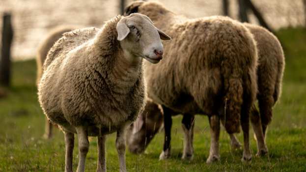 &Pi;&Omicron;&Gamma;&Epsilon;&Delta;&Upsilon;: Έ&kappa;&tau;&alpha;&kappa;&tau;&alpha; &mu;έ&tau;&rho;&alpha; &gamma;&iota;&alpha; &tau;&eta;&nu; &alpha;&nu;&tau;&iota;&mu;&epsilon;&tau;ώ&pi;&iota;&sigma;&eta; &tau;&omega;&nu; &epsilon;&pi;&iota;&zeta;&omega;&omicron;&tau;&iota;ώ&nu; ή &gamma;&iota;&alpha; &tau;&eta;&nu; &tau;&alpha;&kappa;&tau;&omicron;&pi;&omicron;ί&eta;&sigma;&eta; &eta;&mu;&epsilon;&tau;έ&rho;&omega;&nu;;