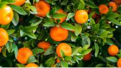 &Gamma;&epsilon;&omega;&rho;&gamma;&iota;&kappa;έ&sigmaf; &pi;&rho;&omicron;&epsilon;&iota;&delta;&omicron;&pi;&omicron;&iota;ή&sigma;&epsilon;&iota;&sigmaf; &gamma;&iota;&alpha; &tau;&alpha; &epsilon;&sigma;&pi;&epsilon;&rho;&iota;&delta;&omicron;&epsilon;&iota;&delta;ή