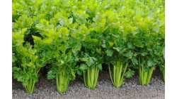 &Eta; &Kappa;&alpha;&lambda;&lambda;&iota;έ&rho;&gamma;&epsilon;&iota;&alpha; &tau;&omicron;&upsilon; &sigma;έ&lambda;&iota;&nu;&omicron;&upsilon; - &Lambda;ί&pi;&alpha;&nu;&sigma;&eta; &kappa;&alpha;&iota; &phi;&upsilon;&tau;&omicron;&pi;&rho;&omicron;&sigma;&tau;&alpha;&sigma;ί&alpha;