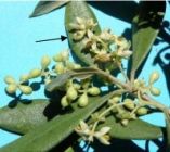 &Phi;&upsilon;&tau;&omicron;&pi;&rho;&omicron;&sigma;&tau;&alpha;&sigma;ί&alpha; &sigma;&tau;&eta;&nu; &Epsilon;&lambda;&iota;ά