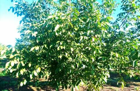 &Gamma;&epsilon;&omega;&rho;&gamma;&iota;&kappa;έ&sigmaf; &pi;&rho;&omicron;&epsilon;&iota;&delta;&omicron;&pi;&omicron;&iota;ή&sigma;&epsilon;&iota;&sigmaf; &gamma;&iota;&alpha; &tau;&eta;&nu; &kappa;&alpha;&rho;&upsilon;&delta;&iota;ά