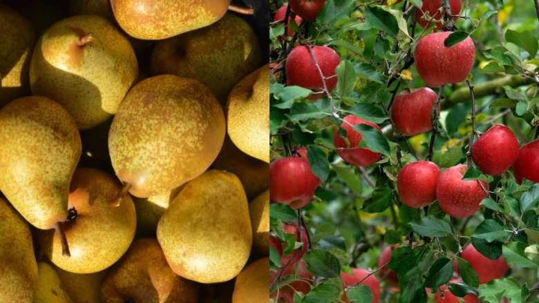 &Gamma;&epsilon;&omega;&rho;&gamma;&iota;&kappa;έ&sigmaf; &pi;&rho;&omicron;&epsilon;&iota;&delta;&omicron;&pi;&omicron;&iota;ή&sigma;&epsilon;&iota;&sigmaf; &gamma;&iota;&alpha; &tau;&eta;&nu; &Alpha;&chi;&lambda;&alpha;&delta;&iota;ά &kappa;&alpha;&iota; &tau;&eta; &Mu;&eta;&lambda;&iota;ά