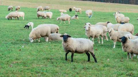 &Upsilon;&Pi;&Alpha;&Alpha;&Tau;: &Sigma;&epsilon; 180 &epsilon;&kappa;&tau;&rho;&omicron;&phi;έ&sigmaf; &eta; &kappa;&lambda;&iota;&nu;&iota;&kappa;ή &epsilon;&pi;&iota;&tau;ή&rho;&eta;&sigma;&eta; &gamma;&iota;&alpha; &tau;&omicron;&nu; &alpha;&phi;&theta;ώ&delta;&eta; &pi;&upsilon;&rho;&epsilon;&tau;ό &sigma;&tau;&eta; &Lambda;έ&sigma;&beta;&omicron; | &Alpha;&gamma;&rho;&omicron;&tau;&iota;&kappa;ά &nu;έ&alpha; IMATHIOTIKIGI.GR