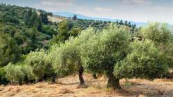 &Mu;&epsilon;&iota;&omega;&mu;έ&nu;&eta; &kappa;&alpha;&tau;ά 40% &eta; &kappa;&alpha;&tau;&alpha;&nu;ά&lambda;&omega;&sigma;&eta; &epsilon;&lambda;&alpha;&iota;ό&lambda;&alpha;&delta;&omicron;&upsilon; - &Pi;&omega;&sigmaf; &alpha;&nu;&alpha;&mu;έ&nu;&epsilon;&tau;&alpha;&iota; &nu;&alpha; &delta;&iota;&alpha;&mu;&omicron;&rho;&phi;&omega;&theta;&omicron;ύ&nu; &omicron;&iota; &phi;&epsilon;&tau;&iota;&nu;έ&sigmaf; &tau;&iota;&mu;έ&sigmaf;