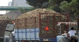 &Sigma;&upsilon;&mu;&phi;&omega;&nu;&eta;&tau;&iota;&kappa;ό &delta;&iota;ά&theta;&epsilon;&sigma;&eta;&sigmaf; &tau;&eta;&sigmaf; &pi;&alpha;&rho;&alpha;&gamma;&omega;&gamma;ή&sigmaf; &tau;&omicron;&upsilon;&sigmaf;, &upsilon;&pi;&omicron;&gamma;&rho;ά&phi;&omicron;&upsilon;&nu; &mu;&epsilon; &tau;&eta;&nu; Hellenic Agri Group SA, &omicron;&iota; Έ&lambda;&lambda;&eta;&nu;&epsilon;&sigmaf; &tau;&epsilon;&upsilon;&tau;&lambda;&omicron;&pi;&alpha;&rho;&alpha;&gamma;&omega;&gamma;&omicron;ί