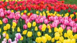 &Eta; &Epsilon;&Epsilon; &epsilon;&xi;ή&gamma;&alpha;&gamma;&epsilon; &beta;&omicron;&lambda;&beta;&omicron;ύ&sigmaf; &omicron;&rho;&chi;&iota;&delta;έ&alpha;&sigmaf; &kappa;&alpha;&iota; &tau;&omicron;&upsilon;&lambda;ί&pi;&epsilon;&sigmaf; &alpha;&xi;ί&alpha;&sigmaf; 100,6 &epsilon;&kappa;&alpha;&tau;&omicron;&mu;&mu;&upsilon;&rho;ί&omega;&nu; &epsilon;&upsilon;&rho;ώ