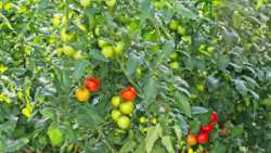 &Epsilon;&pi;&iota;&lambda;&omicron;&gamma;ή &pi;&omicron;&iota;&kappa;&iota;&lambda;ί&alpha;&sigmaf; &kappa;&alpha;&iota; &pi;&rho;&omicron;&epsilon;&tau;&omicron;&iota;&mu;&alpha;&sigma;ί&alpha; &kappa;&alpha;&lambda;&lambda;&iota;έ&rho;&gamma;&epsilon;&iota;&alpha;&sigmaf; &beta;&iota;&omicron;&mu;&eta;&chi;&alpha;&nu;&iota;&kappa;ή&sigmaf; &tau;&omicron;&mu;ά&tau;&alpha;&sigmaf;